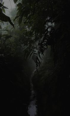 a narrow stream in the middle of a forest