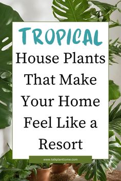 a house plant with the words tropical house plants that make your home feel like a resort