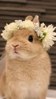 a small rabbit wearing a flower crown on its head
