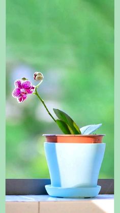 a flower that is sitting in a pot