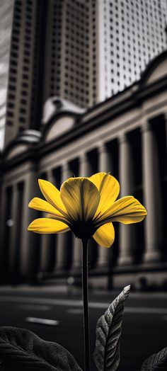 a yellow flower sitting in front of a tall building