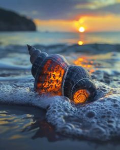 a close up of a shell on the beach near the ocean at sunset or sunrise