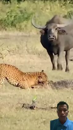 a man standing next to a cheetah in a field with other animals behind him