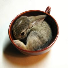 a small bunny in a red bowl with the caption water - there's a hare in my soup