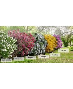 the different types of flowering shrubs are shown in this garden display case, with labels on each plant