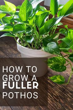 a potted plant sitting on top of a wooden table with text overlay reading how to grow a filler pothoss
