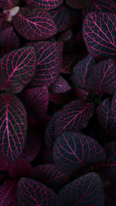 some very pretty purple and black leaves