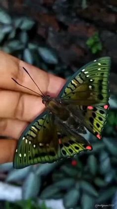 a butterfly that is sitting on someone's hand