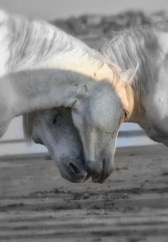 a white horse standing on top of a dirt field