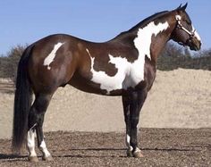 a brown and white horse standing on top of a dirt field