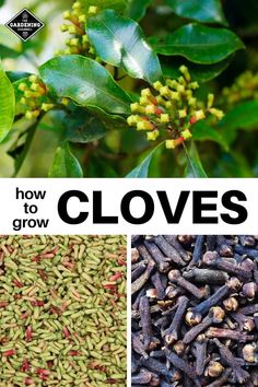 several different types of cloves with the words how to grow them