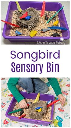 Songbird Sensory Bin for Your Little Birder - Life with Moore Babies Montessori Spring, Sensory Bin Activities, March Preschool, Sensory Tables, Birds Theme, Winter Hibernation, Classroom Science, Simple Backyard, Sensory Ideas