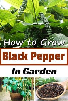 how to grow black pepper in garden with text overlay that reads, how to grow black pepper in garden