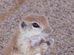 a small brown and white animal standing on its hind legs with it's front paws in the air