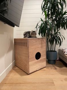 a cat sitting on top of a wooden box next to a plant in a living room