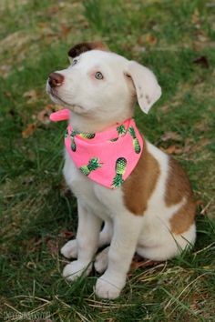 a small white and brown dog wearing a pink bandana with pineapples on it