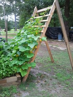 a wooden ladder with plants growing on it