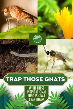 Fungus gnats can be a pesky problem for indoor gardeners, but there are ways to trap them and keep them under control. In this article, we'll explore inspirational fungus gnat trap ideas that are both effective and stylish. From DIY traps to store-bought solutions, we've got everything you need to trap those gnats and keep your plants healthy. How To Catch Gnats, Gnat Trap, How To Get Rid Of Gnats, Gnat Traps, Fungus Gnats, Pampering Routine, Fruit Flies, Carnivorous Plants, Indoor Plants