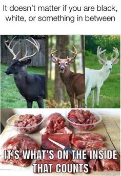 some deer and antelope are shown in this funny meme with caption that reads, it doesn't matter if you are black, white, or something in between, or something in between