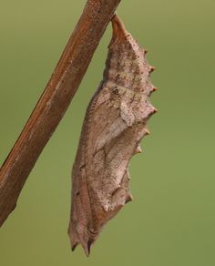 a moth hanging upside down on a twig