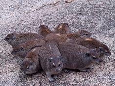 several small otters are huddled together on the ground