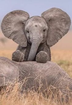 an elephant sitting on the back of another elephant