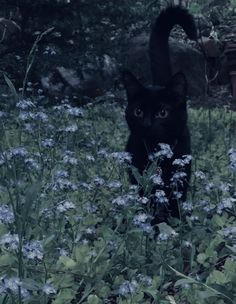 a black cat standing in the middle of a field of blue and white wildflowers