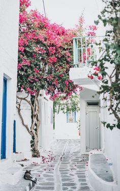 an alley way with white buildings and pink flowers growing on the trees in front of it