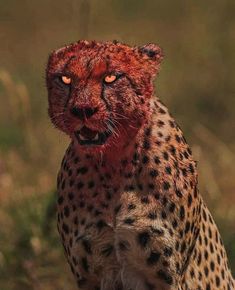 a cheetah is standing in the grass with its mouth open and it's eyes glowing