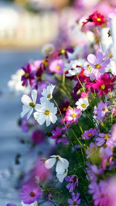 purple and white flowers are in the foreground