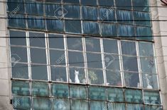 two white cats sitting in the windows of an old building stock photo - 959782