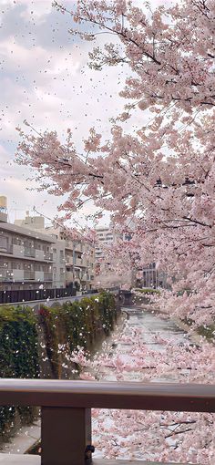 pink flowers are blooming on the trees in front of buildings and a river running through them