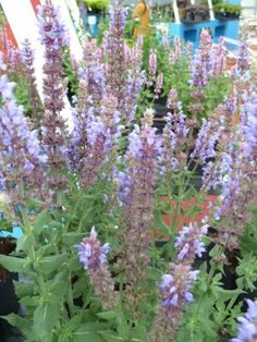 purple flowers are growing in a potted planter