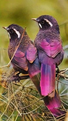two purple birds sitting on top of a tree branch next to another bird with its beak open