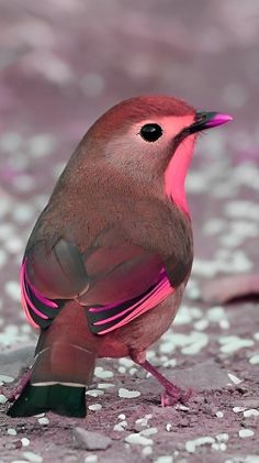 a small bird with pink feathers standing on the ground next to white speckles