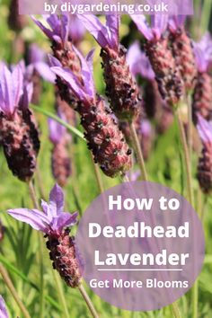 Nature, Pruning Lavender Plants, French Lavender Plant, Lavender Potted Plant, Diy Trellis Ideas, Harvesting Lavender, Pruning Plants