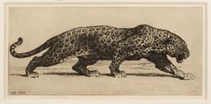 a drawing of a leopard walking across a field