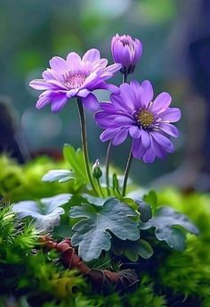 two purple flowers sitting on top of green moss