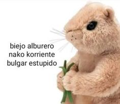 a stuffed animal is holding a plant in its paws and the caption reads, kuala es su problema sevor