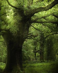 a large tree in the middle of a forest with lots of green leaves on it