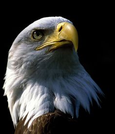 an eagle is shown against a black background