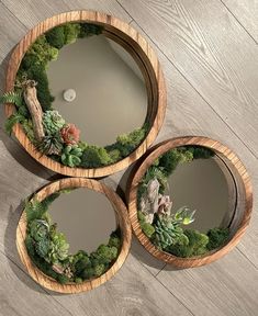 three round mirrors with plants and succulents in them on a wooden floor