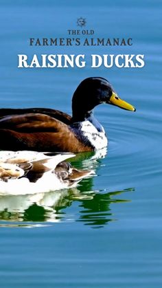 a duck floating on top of water with the words farmer's almanac raising ducks