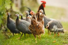 a group of chickens standing on top of a lush green field next to a tree