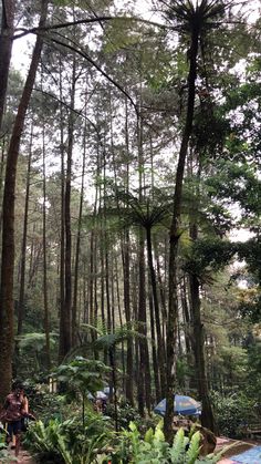 a group of people walking through a forest filled with lots of trees and plants next to tents