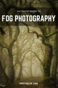 the ultimate guide to fog photography