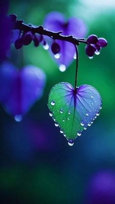 a heart shaped leaf hanging from a tree branch with water droplets on it's leaves