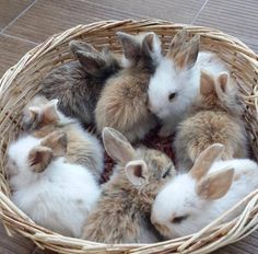 several small rabbits in a basket on the floor