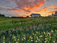 the sun is setting over a field with wildflowers and a house in the background