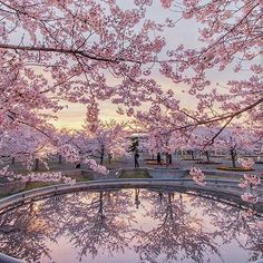 the reflection of cherry blossom trees in a pond